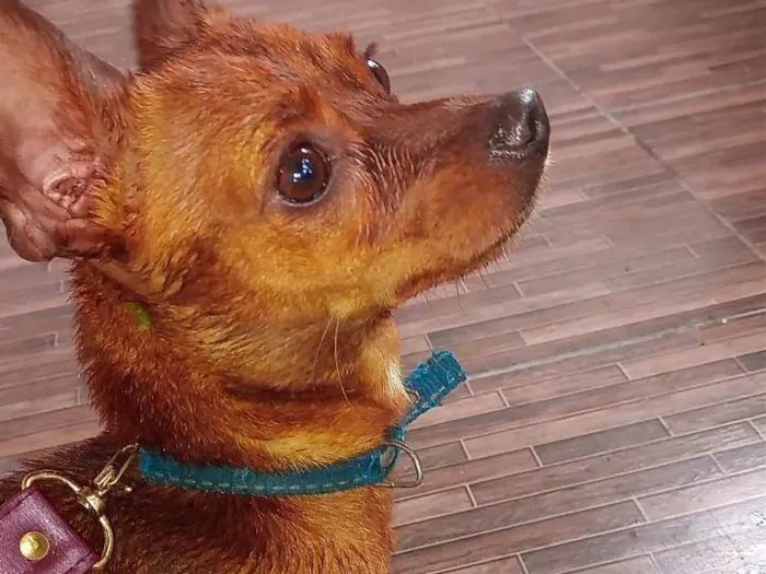 Cachorro ra a Pinscher idade 2 anos nome Pinscher Marrom 