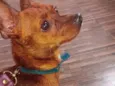 Pinscher Marrom