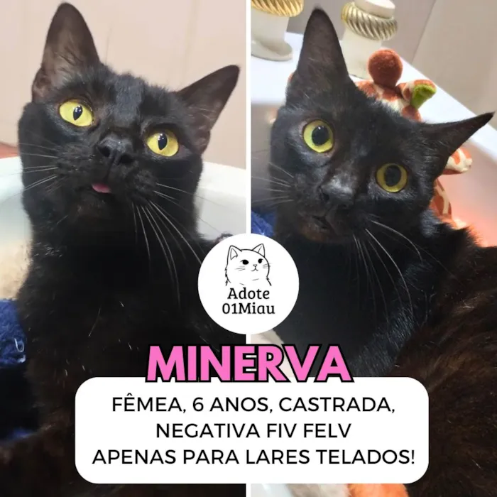 Gato ra a SRD-ViraLata idade 6 ou mais anos nome Minerva