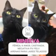Minerva