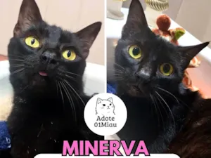 Gato raça SRD-ViraLata idade 6 ou mais anos nome Minerva