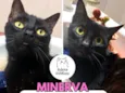 Minerva