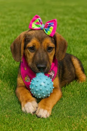 Cachorro raça SRD-ViraLata idade 2 a 6 meses nome Bella