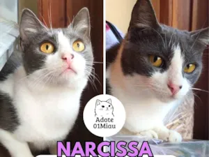Gato raça SRD-ViraLata idade 3 anos nome Narcissa