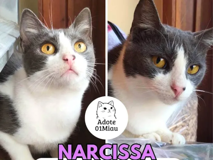 Gato ra a SRD-ViraLata idade 3 anos nome Narcissa