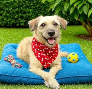Cachorro raça SRD-ViraLata idade 2 anos nome José