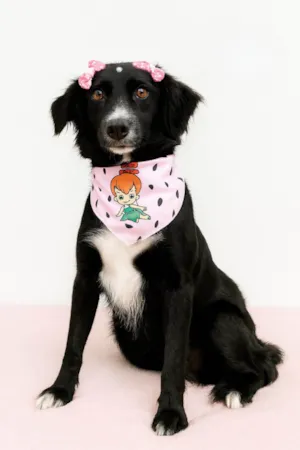 Cachorro raça SRD-ViraLata idade 2 anos nome Dama
