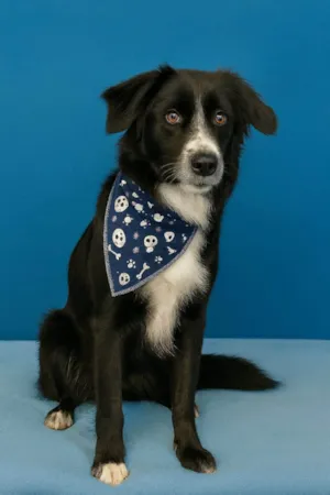 Cachorro raça SRD-ViraLata idade 2 anos nome Gael 