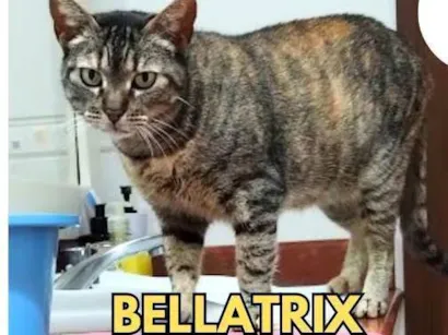 Gato raça SRD-ViraLata idade 4 anos nome Bellatrix