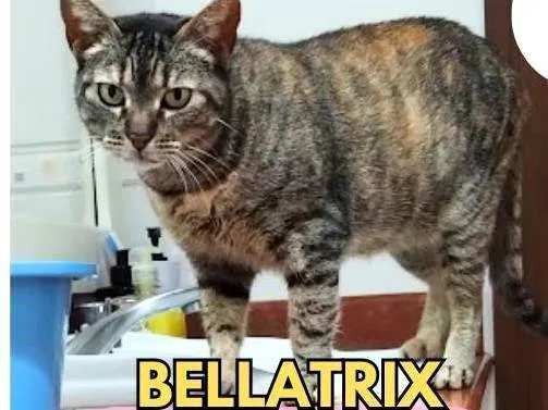 Gato ra a SRD-ViraLata idade 4 anos nome Bellatrix