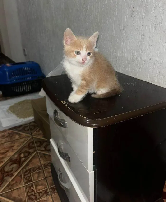 Gato ra a Angorá idade Abaixo de 2 meses nome Ele n tem nome 