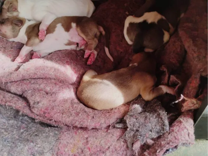 Cachorro ra a SRD-ViraLata idade Abaixo de 2 meses nome yasmin Siilva