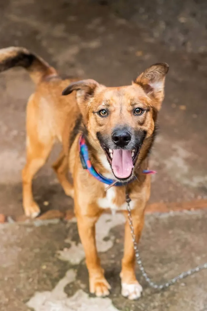 Cachorro ra a SRD-ViraLata idade 2 anos nome Faisca