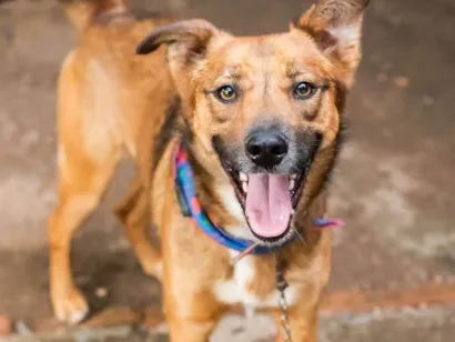 Cachorro raça SRD-ViraLata idade 2 anos nome Faisca