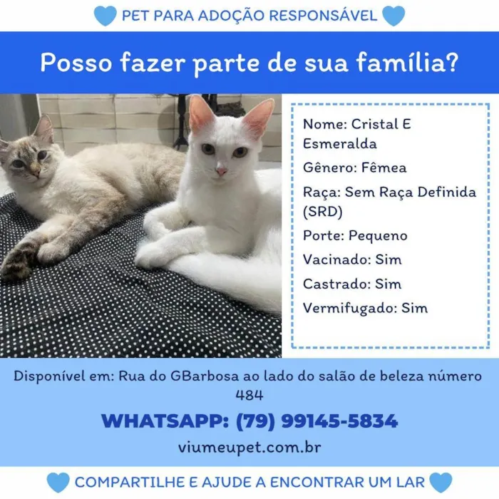 Gato ra a SRD-ViraLata idade 1 ano nome Cristal 