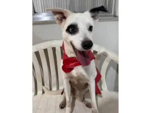 Cachorro raça SRD-ViraLata idade 3 anos nome Boby