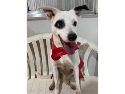 Cachorro raça SRD-ViraLata idade 3 anos nome Boby