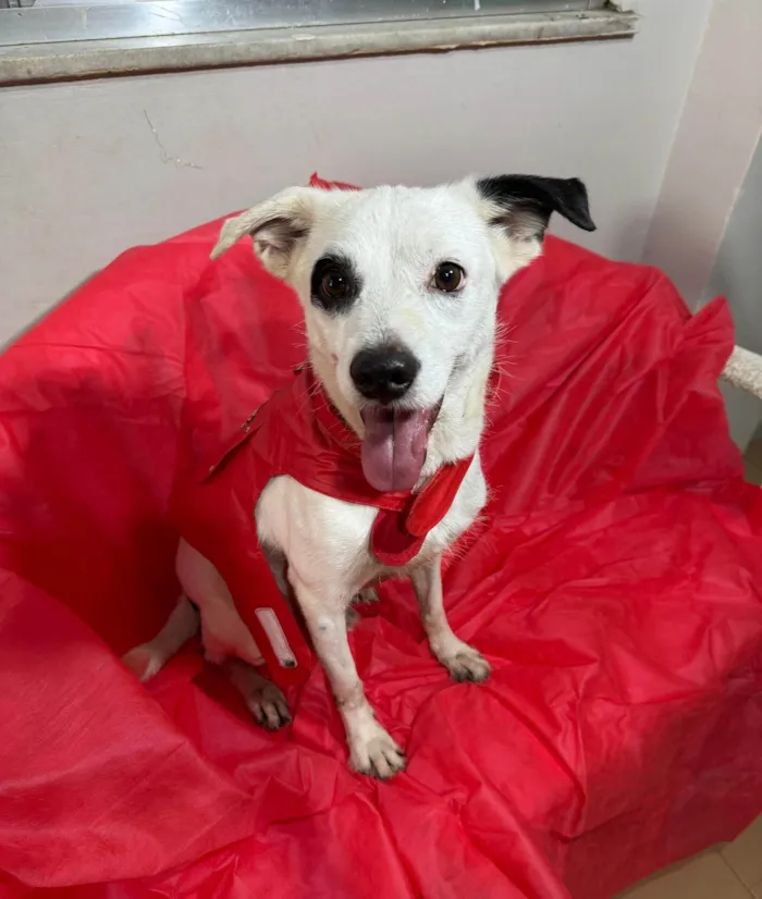 Cachorro ra a SRD-ViraLata idade 3 anos nome Boby