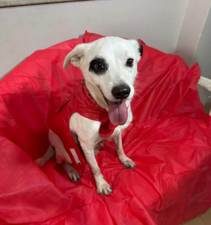Cachorro ra a SRD-ViraLata idade 3 anos nome Boby