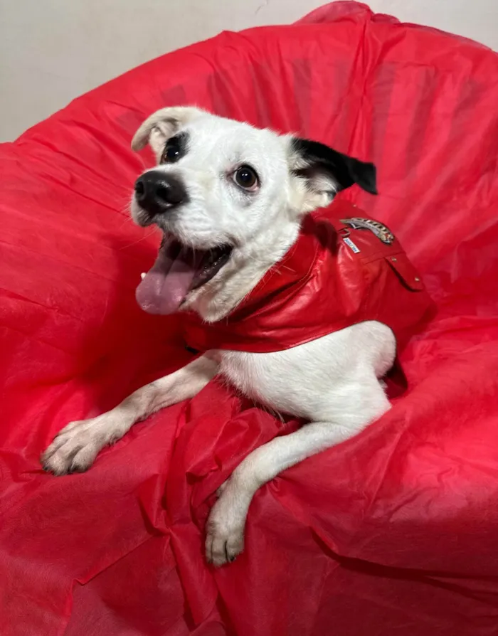 Cachorro ra a SRD-ViraLata idade 3 anos nome Boby