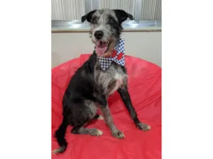 Cachorro raça SRD-ViraLata idade 1 ano nome Juca