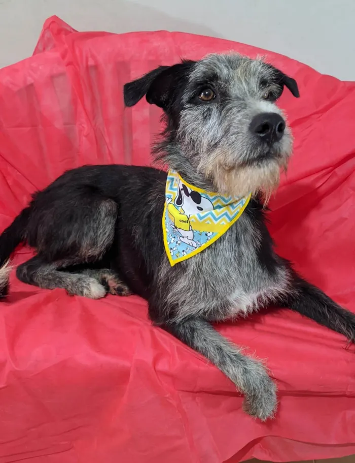 Cachorro ra a SRD-ViraLata idade 1 ano nome Juca