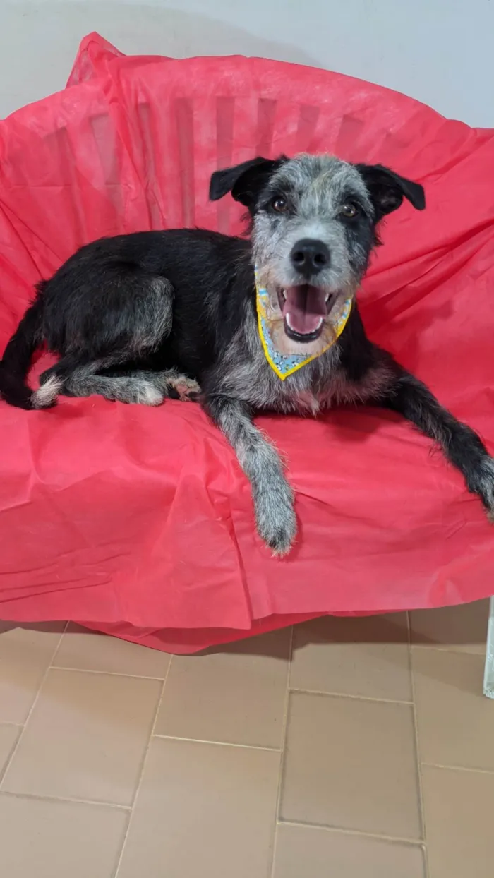 Cachorro ra a SRD-ViraLata idade 1 ano nome Juca