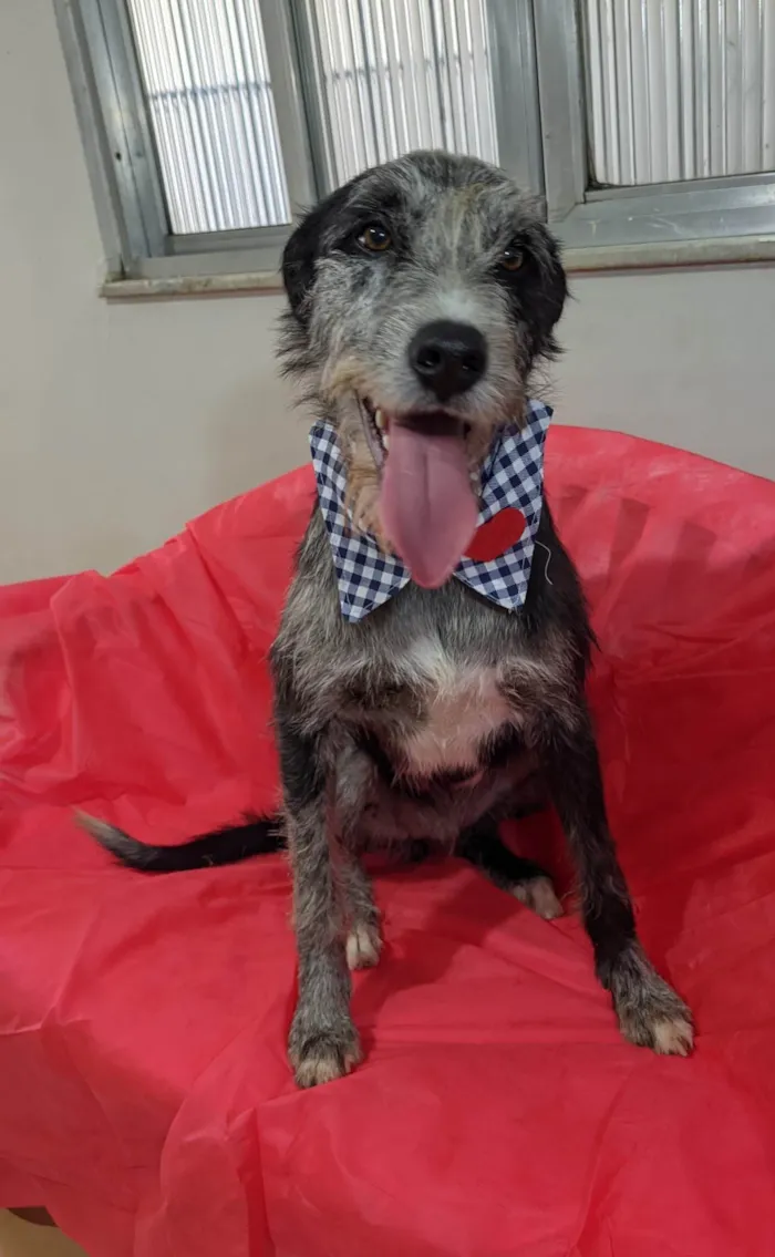 Cachorro ra a SRD-ViraLata idade 1 ano nome Juca