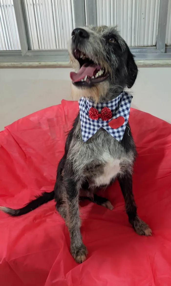 Cachorro ra a SRD-ViraLata idade 1 ano nome Juca
