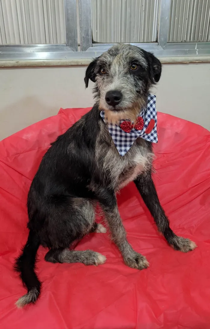 Cachorro ra a SRD-ViraLata idade 1 ano nome Juca