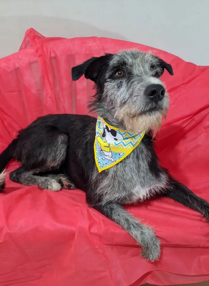 Cachorro ra a SRD-ViraLata idade 1 ano nome Juca
