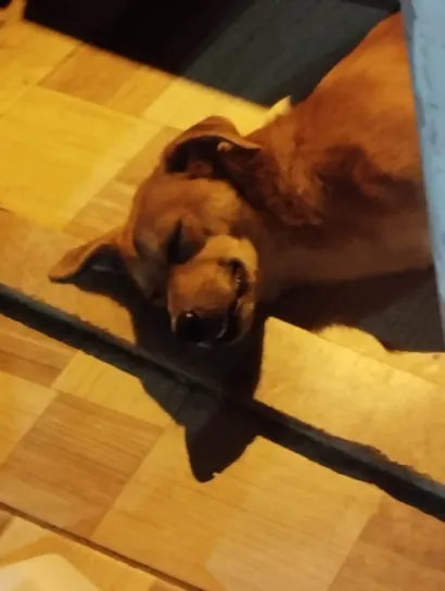 Cachorro raça SRD-ViraLata idade Abaixo de 2 meses nome WILLIAN ALVES DE SOUZA