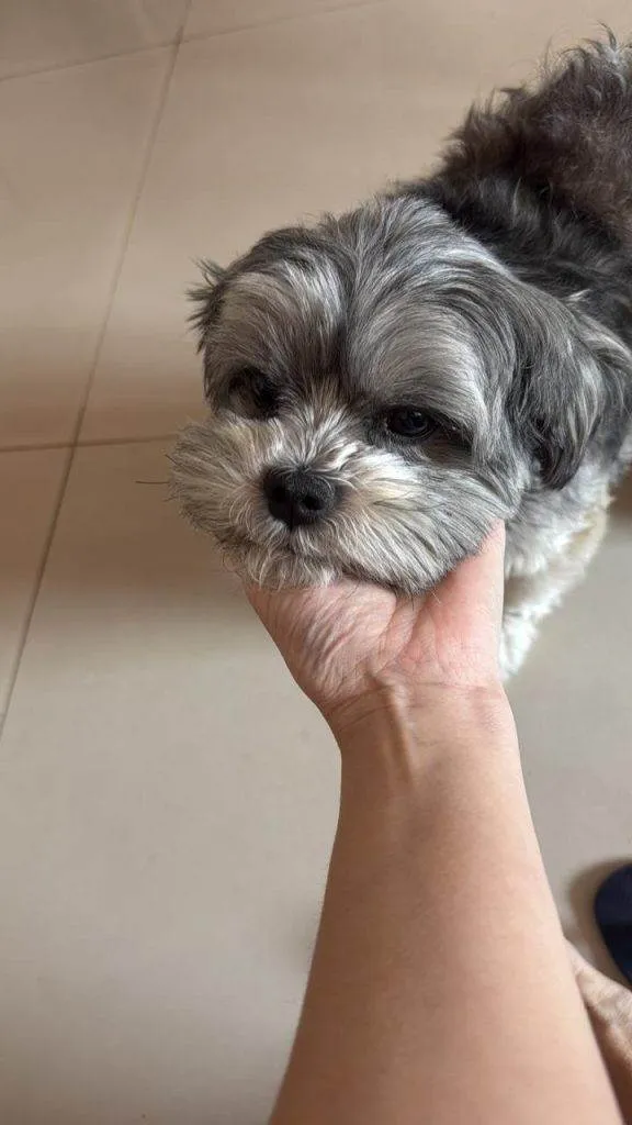 Cachorro ra a Lhasa Apso idade 4 anos nome Falar com Paulo - Whats 11 99889-8484