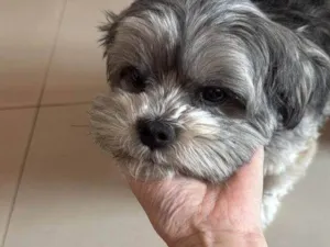 Cachorro raça Lhasa Apso idade 4 anos nome Falar com Paulo - Whats 11 99889-8484