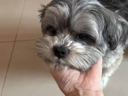 Cachorro raça Lhasa Apso idade 4 anos nome Falar com Paulo - Whats 11 99889-8484