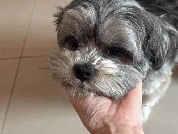 Cachorro ra a Lhasa Apso idade 4 anos nome Falar com Paulo - Whats 11 99889-8484