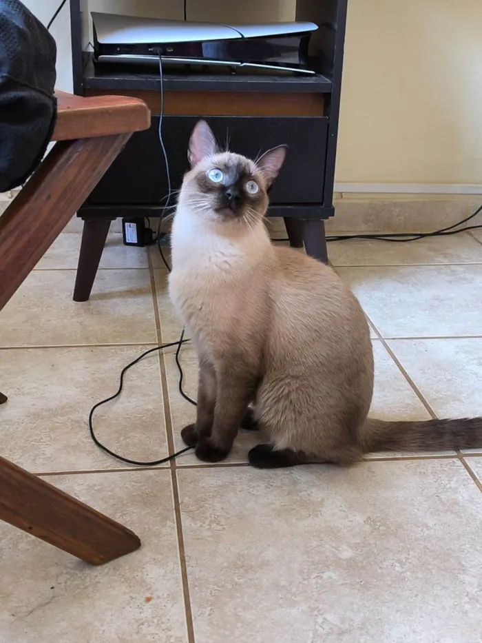 Gato ra a Siamês idade 1 ano nome Arnold