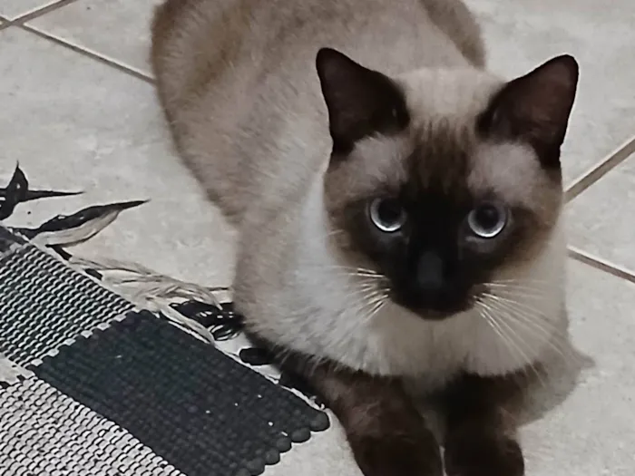 Gato ra a Siamês idade 1 ano nome Arnold