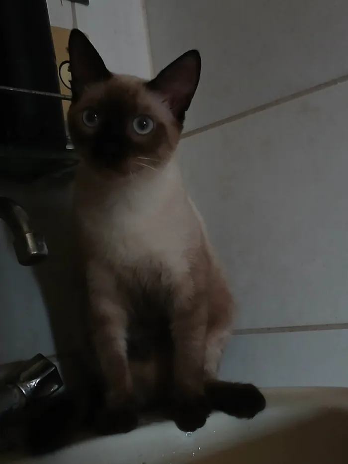 Gato ra a Siamês idade 1 ano nome Arnold