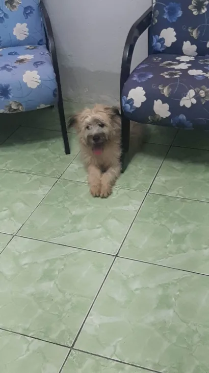 Cachorro raça SRD-ViraLata idade 2 a 6 meses nome Nami