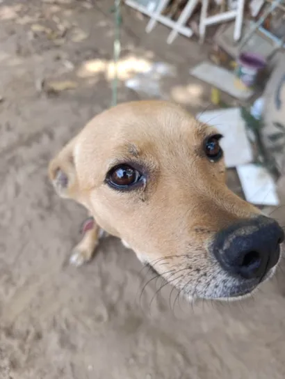 Cachorro raça SRD-ViraLata idade 3 anos nome Cherrie