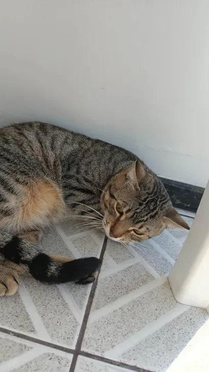 Gato raça SRD-ViraLata idade 7 a 11 meses nome Garfield e Frajola 