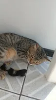 Garfield e Frajola