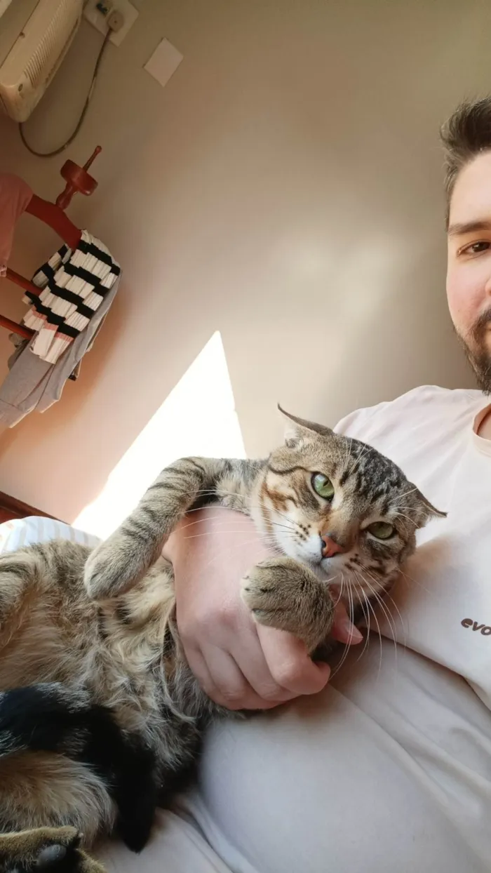 Gato ra a SRD-ViraLata idade 7 a 11 meses nome Garfield e Frajola 