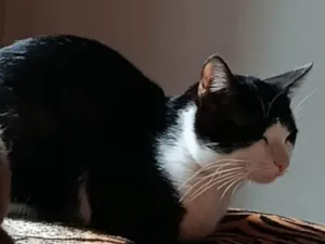 Gato raça SRD-ViraLata idade 7 a 11 meses nome Garfield e Frajola 