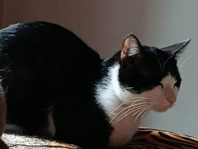Gato ra a SRD-ViraLata idade 7 a 11 meses nome Garfield e Frajola 