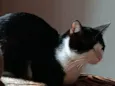 Garfield e Frajola