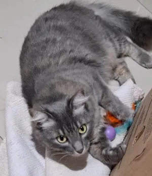 Gato raça SRD-ViraLata idade 2 a 6 meses nome Luna