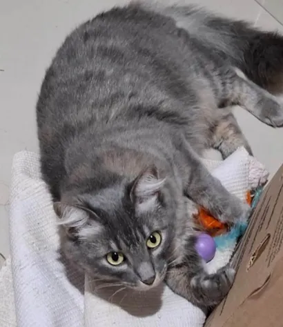 Gato raça SRD-ViraLata idade 2 a 6 meses nome Luna