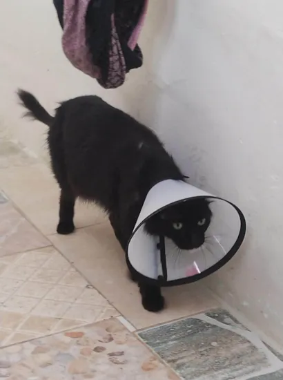 Gato raça Angorá idade 3 anos nome Nina 